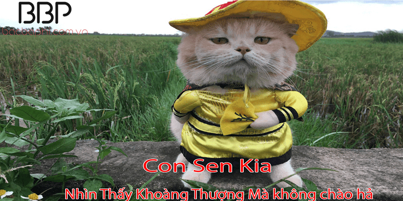 Con Sen là gì? Boss là gì? - Nguồn gốc tên gọi này 2 Thú cưng được cung phụng như “Hoàng thượng”