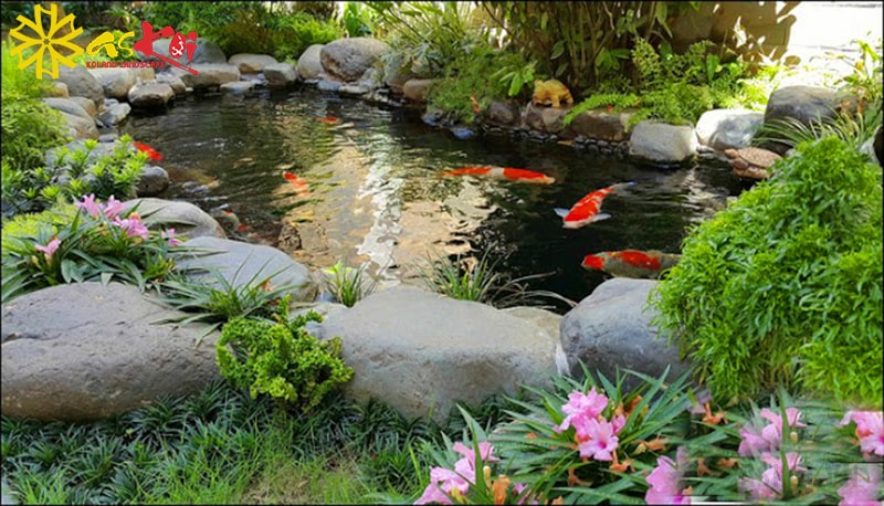 Xây dựng ý tưởng thiết kế hồ Koi thật ấn tượng Xây dựng ý tưởng thiết kế hồ Koi thật ấn tượng