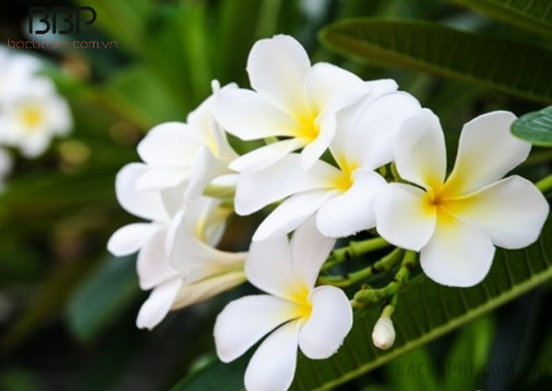 Cây hoa sứ màu trắng rất thích hợp trồng trước nhà Cây hoa sứ màu trắng rất thích hợp trồng trước nhà