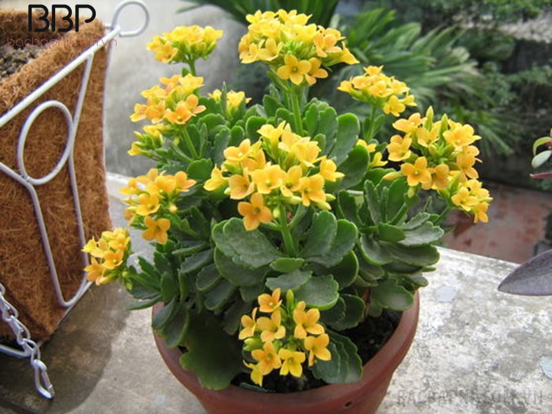 Cây hoa bỏng vàng phù hợp với người mệnh Thổ Cây hoa bỏng vàng phù hợp với người mệnh Thổ