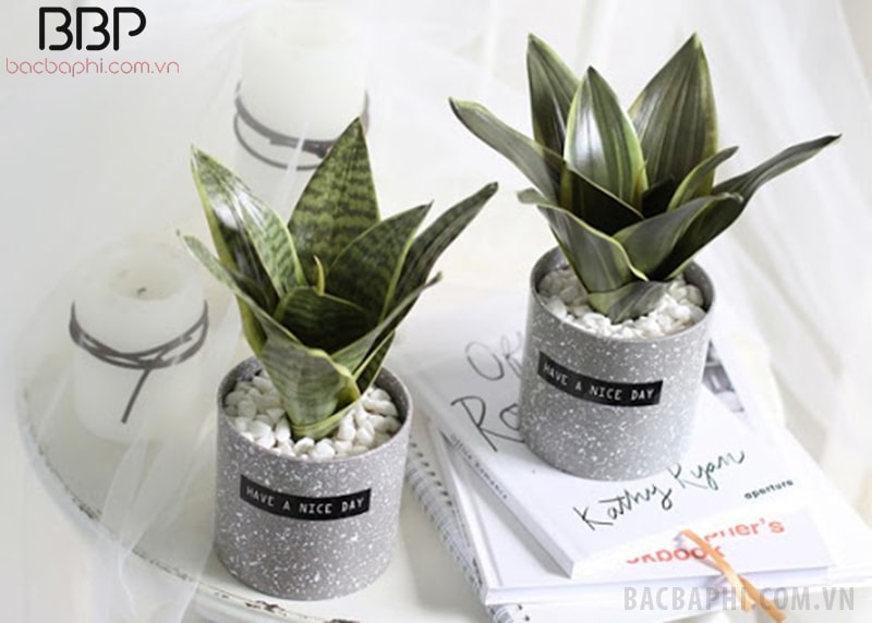 Chậu cây nhỏ có thể đặt trên cửa sổ, trên kệ hay trên bàn Chậu cây nhỏ có thể đặt trên cửa sổ, trên kệ hay trên bàn
