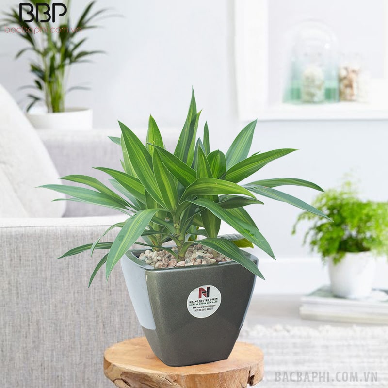 Trang trí thêm sỏi phía trên đất trồng để cây trông đẹp mắt hơn Trang trí thêm sỏi phía trên đất trồng để cây trông đẹp mắt hơn