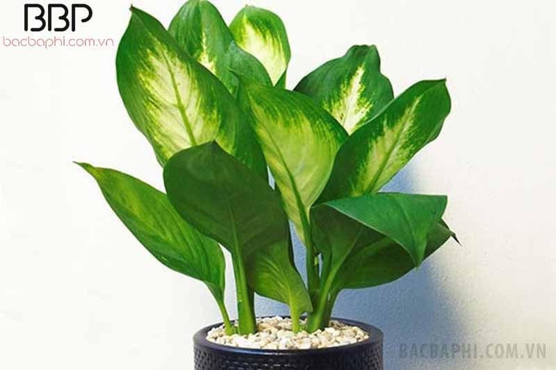 Cây là rộng, mặt trên có phần màu trắng nổi bật Cây là rộng, mặt trên có phần màu trắng nổi bật