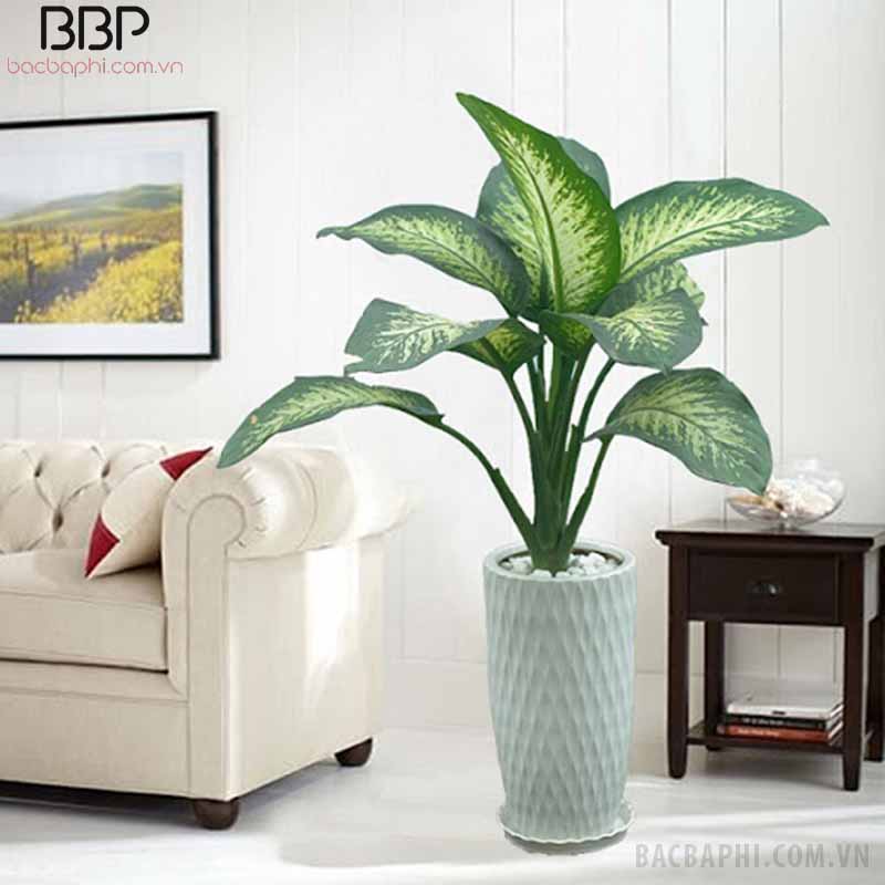 Cây to thường trồng trang trí trong phòng khách Cây to thường trồng trang trí trong phòng khách