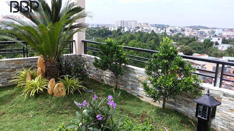 Trồng cây Vạn Tuế trong sân vườn Trồng cây Vạn Tuế trong sân vườn