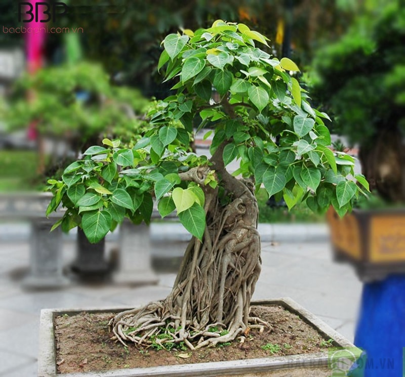 Cây Bồ Đề bonsai phù hợp với những ngôi nhà diện tích nhỏ Cây Bồ Đề bonsai phù hợp với những ngôi nhà diện tích nhỏ