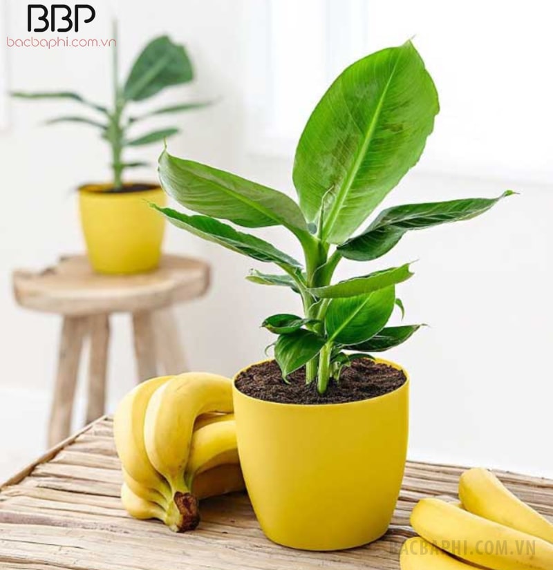 Chậu cây chuối nhỏ trang trí bàn làm việc Chậu cây chuối nhỏ trang trí bàn làm việc