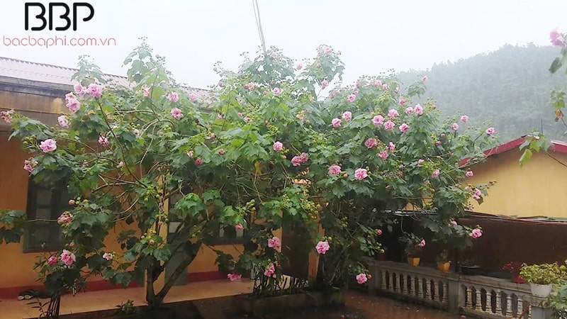 Cây hoa Phù Dung trước nhà mùa nở hoa rất đẹp Cây hoa Phù Dung trước nhà mùa nở hoa rất đẹp