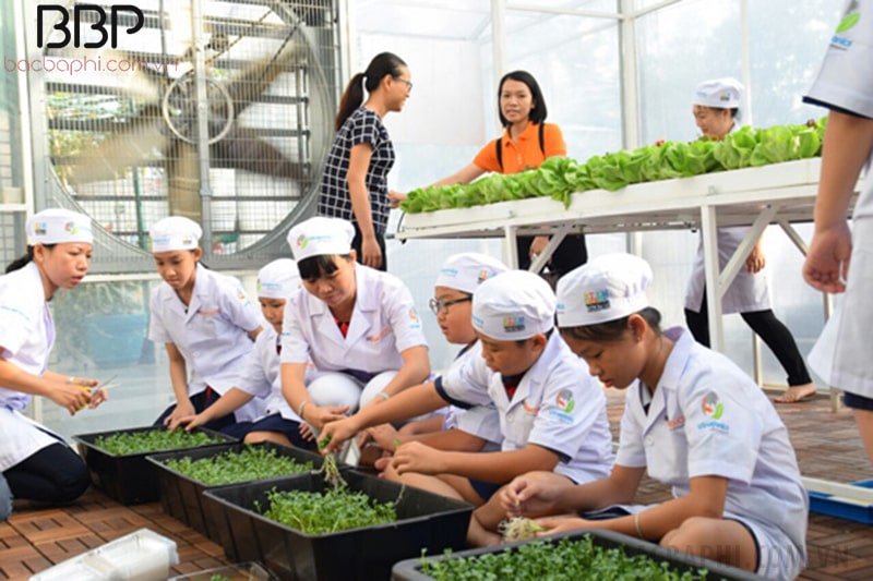 Mô hình trồng rau của trường tiểu học Nguyễn Văn Trỗi Mô hình trồng rau của trường tiểu học Nguyễn Văn Trỗi