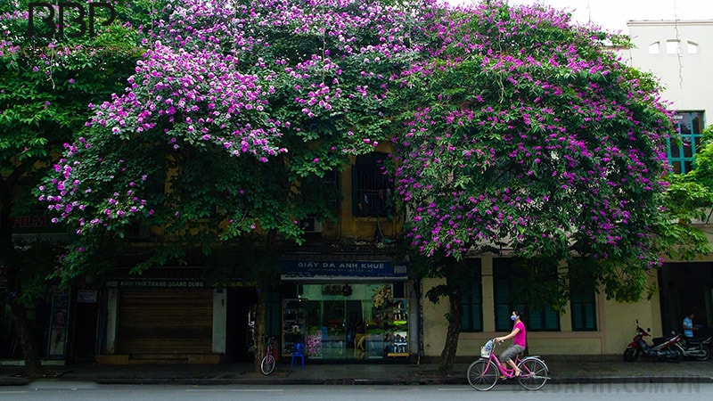 Trồng cây Bằng Lăng trước nhà mùa hoa nở sắc tím bao trùm cả cây Trồng cây Bằng Lăng trước nhà mùa hoa nở sắc tím bao trùm cả cây
