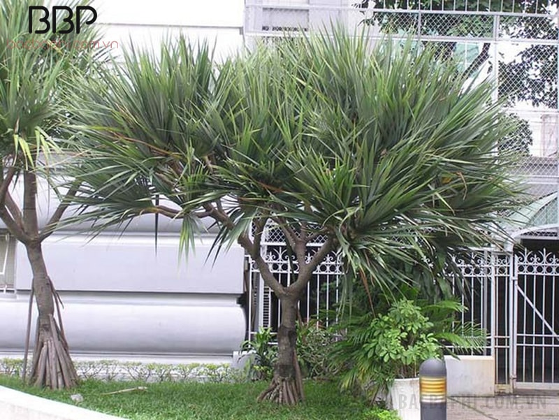 Có thể trồng cây Huyết Giác ngoài sân, trước cửa nhà Có thể trồng cây Huyết Giác ngoài sân, trước cửa nhà