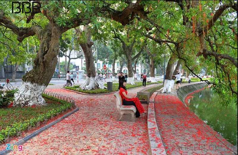 Cây Lộc Vừng lớn ở bờ Hồ Hoàn Kiếm - Hà Nội Cây Lộc Vừng lớn ở bờ Hồ Hoàn Kiếm - Hà Nội