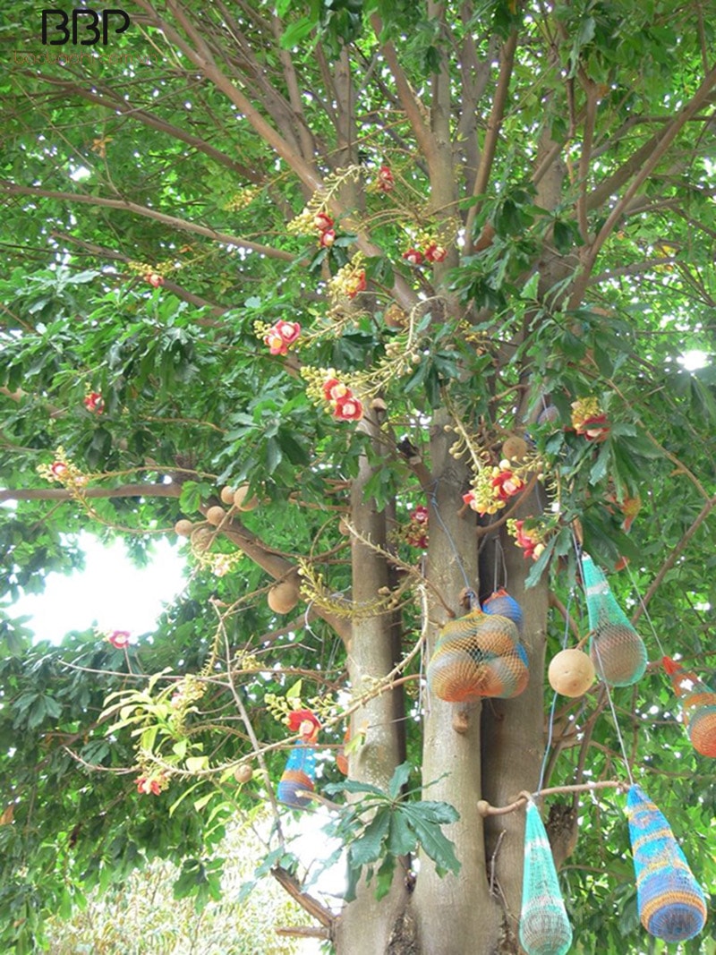 Cây Sala to, tán rộng, cho nhiều bóng mát, thường được trồng ở các chùa chiền Cây Sala to, tán rộng, cho nhiều bóng mát, thường được trồng ở các chùa chiền