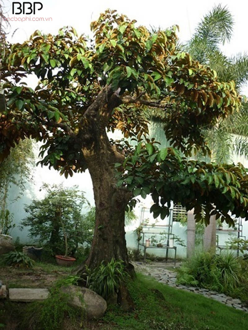 Cây Vú Sữa cao, tán lá rộng cho nhiều bóng mát Cây Vú Sữa cao, tán lá rộng cho nhiều bóng mát