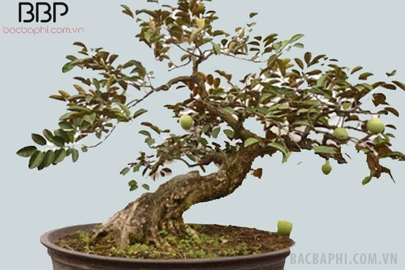 Cây Vú Sữa cảnh Cây Vú Sữa cảnh