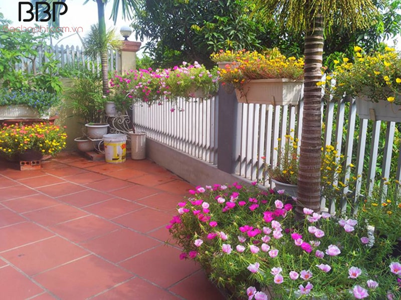 Trồng hoa Mười Giờ trong sân nhà Trồng hoa Mười Giờ trong sân nhà