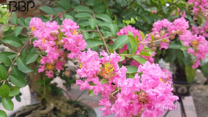 Hoa tường vi nở thành chùm to Hoa tường vi nở thành chùm to