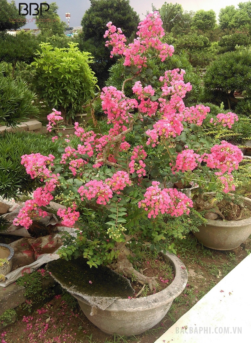 Có thể đặt chậu hoa Tường Vi ở góc phòng khách trang trí Có thể đặt chậu hoa Tường Vi ở góc phòng khách trang trí