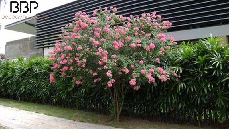 Cây hoa Tường Vi trồng trong sân nhà Cây hoa Tường Vi trồng trong sân nhà