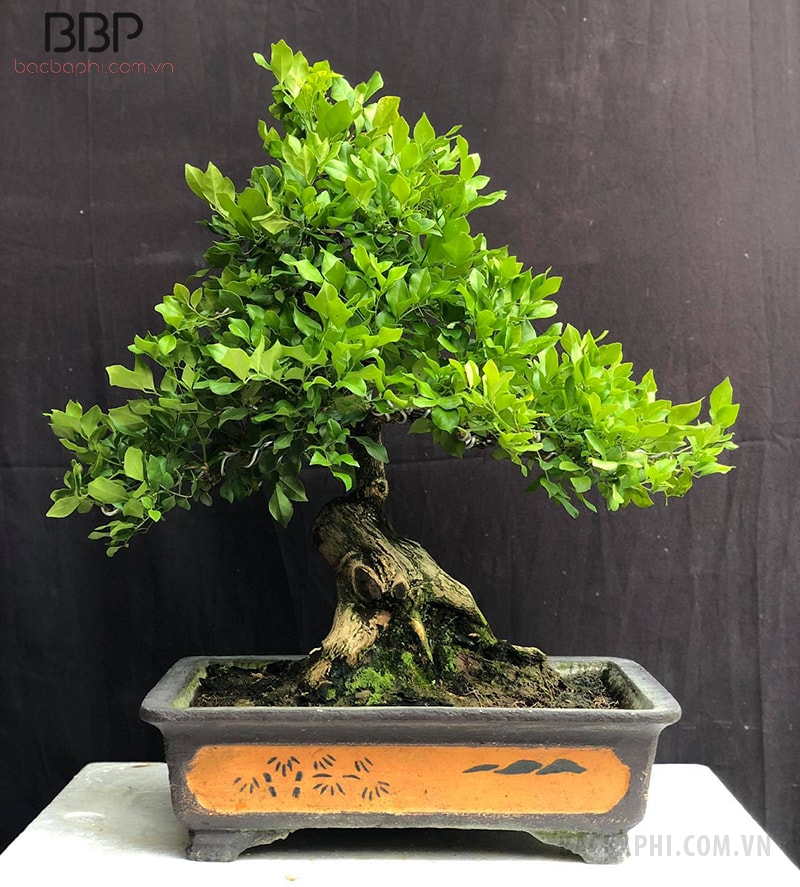 Cây Nguyệt Quế bonsai nhỏ trồng trong nhà