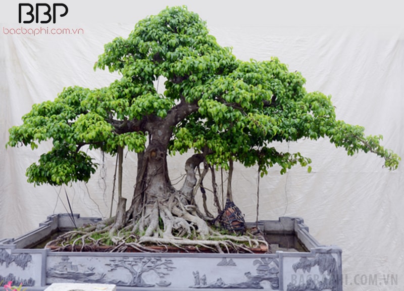 Nếu diện tích sân nhỏ, nên trồng cây Si trước nhà kiểu bonsai Nếu diện tích sân nhỏ, nên trồng cây Si trước nhà kiểu bonsai