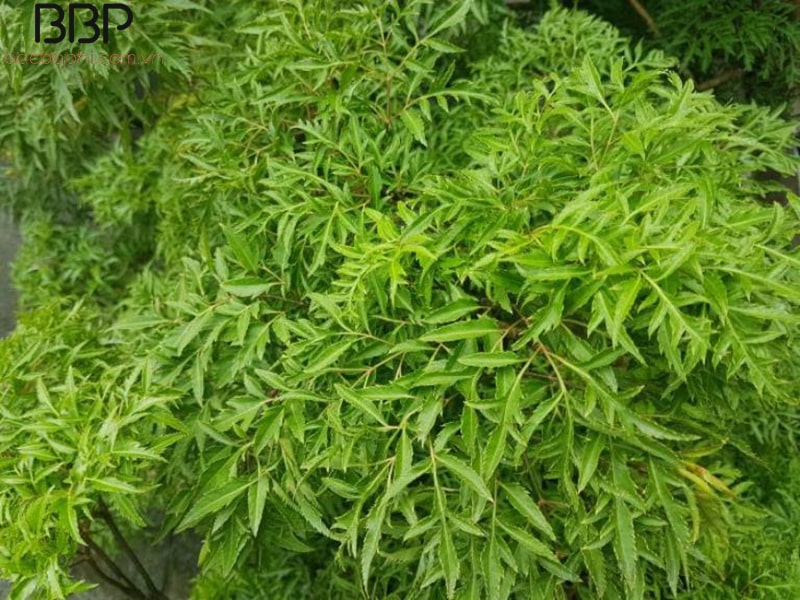 Cây đinh lăng được mệnh danh là nhân sâm của người nghèo Cây đinh lăng được mệnh danh là nhân sâm của người nghèo