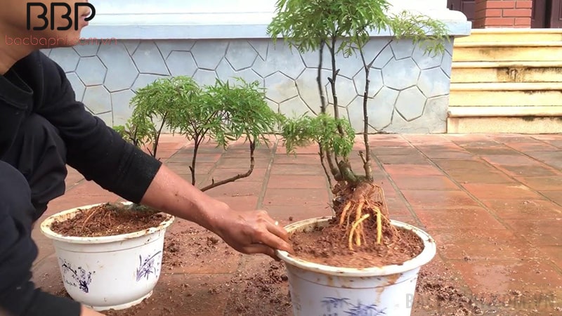 Cách trồng cây đinh lăng Cách trồng cây đinh lăng