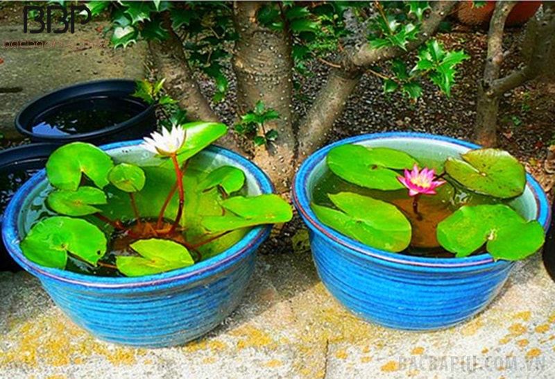 Có thể trồng hoa súng trong các chậu tại nhà Có thể trồng hoa súng trong các chậu tại nhà
