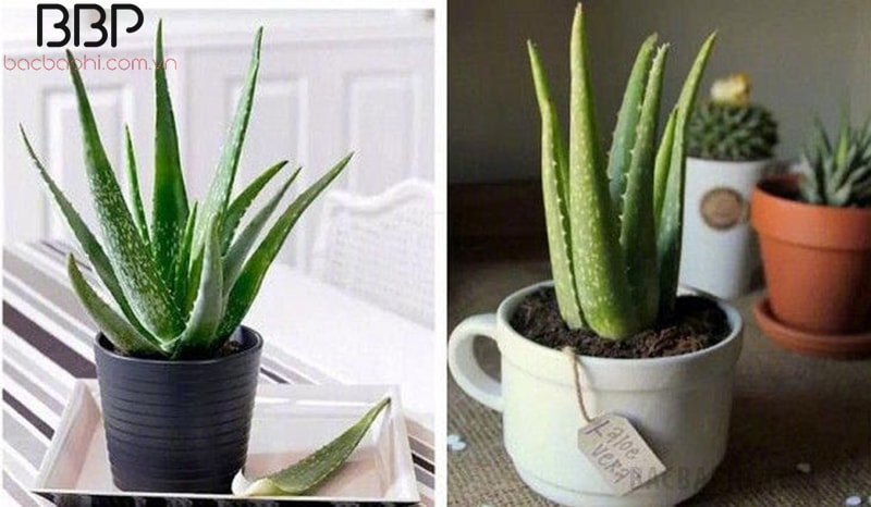 Nha đam có nhiều tác dụng trong làm đẹp và chữa bệnh Nha đam có nhiều tác dụng trong làm đẹp và chữa bệnh