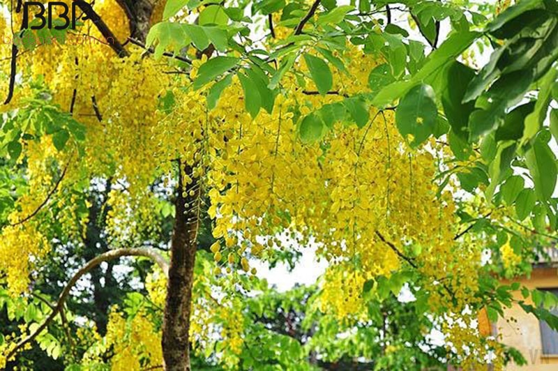 Osaka là loại cây có sức sống mạnh, chịu hạn tốt Osaka là loại cây có sức sống mạnh, chịu hạn tốt