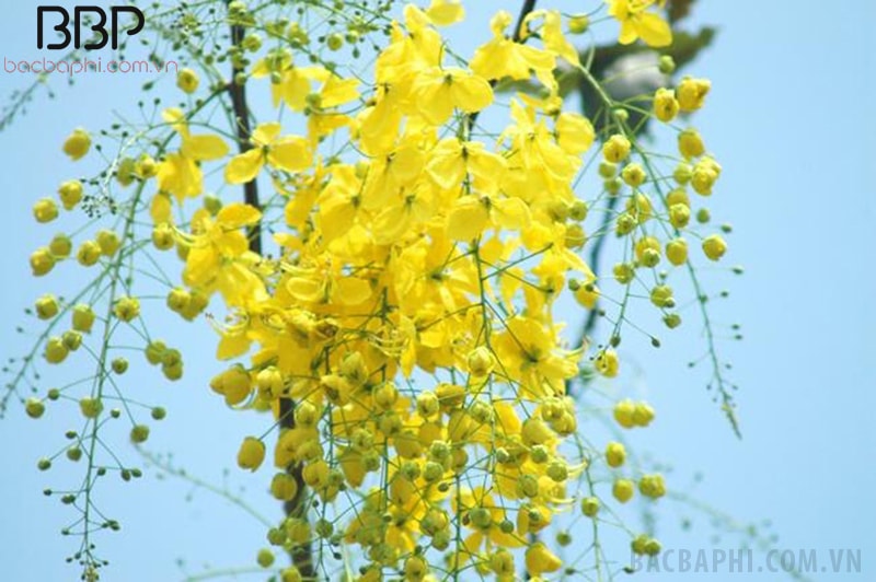 Cây Osaka không chỉ có ý nghĩa tốt về mặt phong thủy mà còn có tính thẩm mỹ cao Cây Osaka không chỉ có ý nghĩa tốt về mặt phong thủy mà còn có tính thẩm mỹ cao