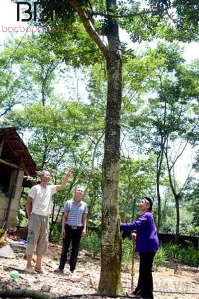 Sưa đỏ là một trong những loại cây gỗ quý đứng đầu bảng Sưa đỏ là một trong những loại cây gỗ quý đứng đầu bảng