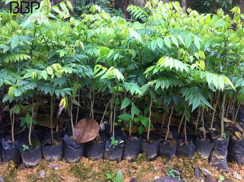 Cần chọn cây sưa đổ giống khỏe mạnh, không sâu bệnh Cần chọn cây sưa đổ giống khỏe mạnh, không sâu bệnh