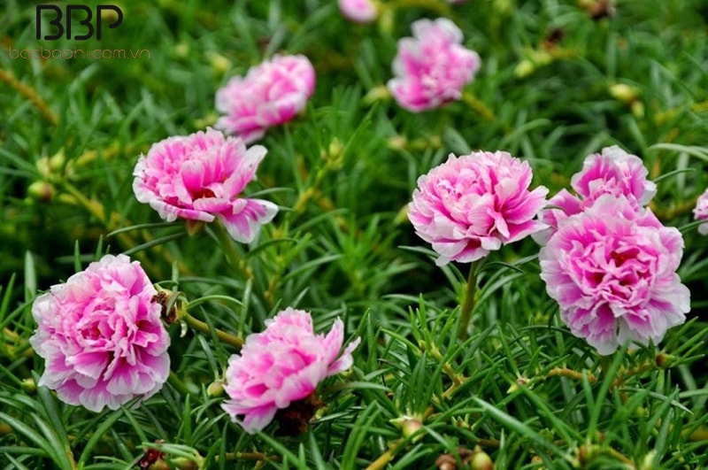 Hoa mười giờ là loại hoa có sức sống mãnh liệt, trồng được ở nhiều loại khí hậu Hoa mười giờ là loại hoa có sức sống mãnh liệt, trồng được ở nhiều loại khí hậu