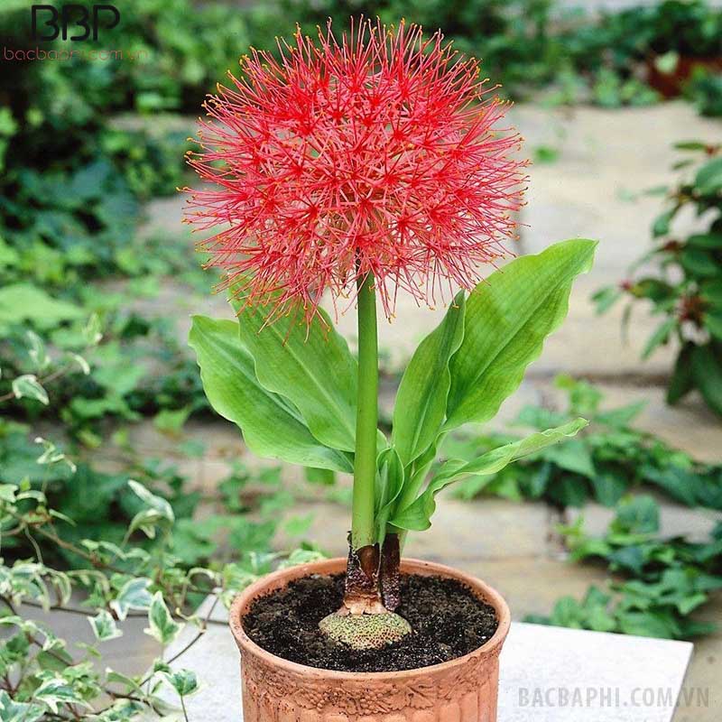 Hồng tú cầu là loại cây trang trí trong nhà rất được yêu thích Hồng tú cầu là loại cây trang trí trong nhà rất được yêu thích