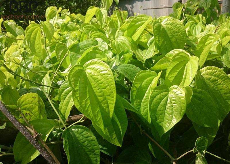 Trầu không là loại cây gắn liền với văn hóa Việt Nam Trầu không là loại cây gắn liền với văn hóa Việt Nam