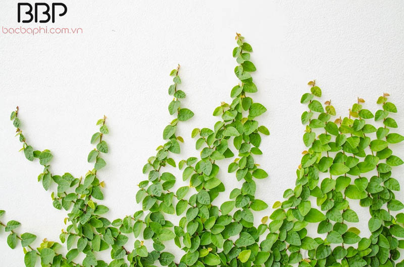 Cây thằn lằn, cây vảy ốc thuộc dòng cây dây leo Cây thằn lằn, cây vảy ốc thuộc dòng cây dây leo