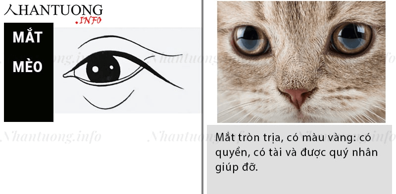 Xem tướng mắt mèo đoán vận mệnh, tính cách - Nhantuong.info
