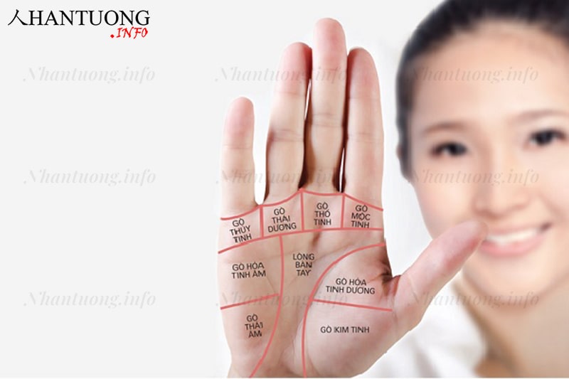 Các gò trên lòng bàn tay Các gò trên lòng bàn tay